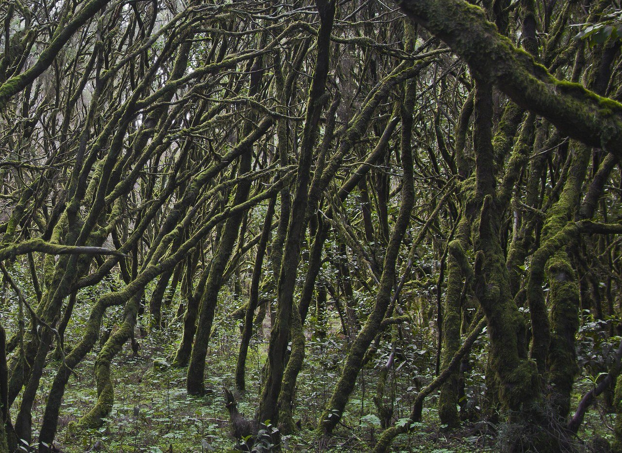 Bosco di laurisilva nel Parco Nazionale di Garajonay a La Gomera