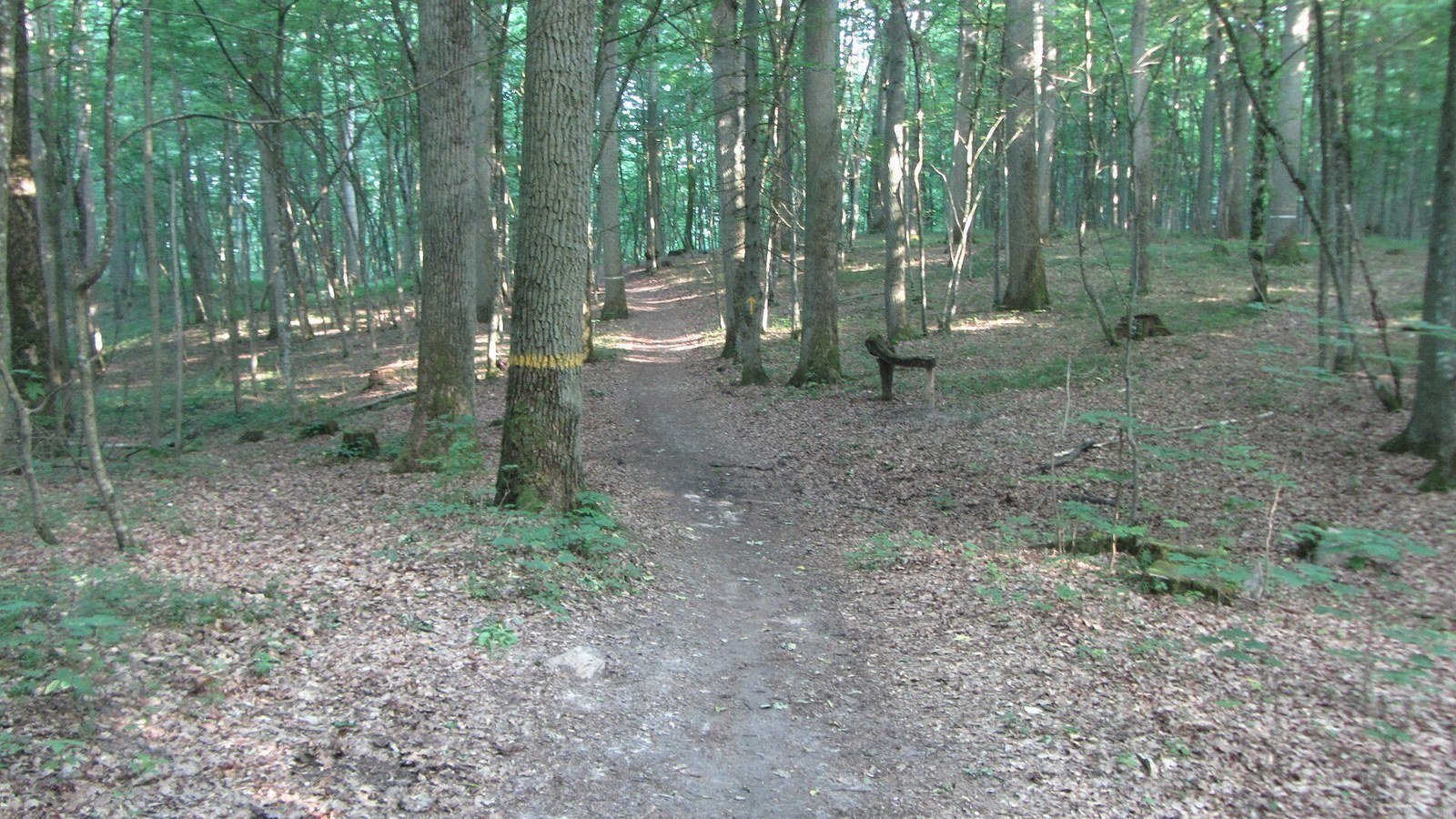 Alytus in solitaria: guida lenta tra Nemunas e Dzūkija