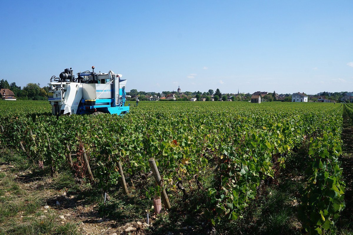 Côte de Beaune vineyard