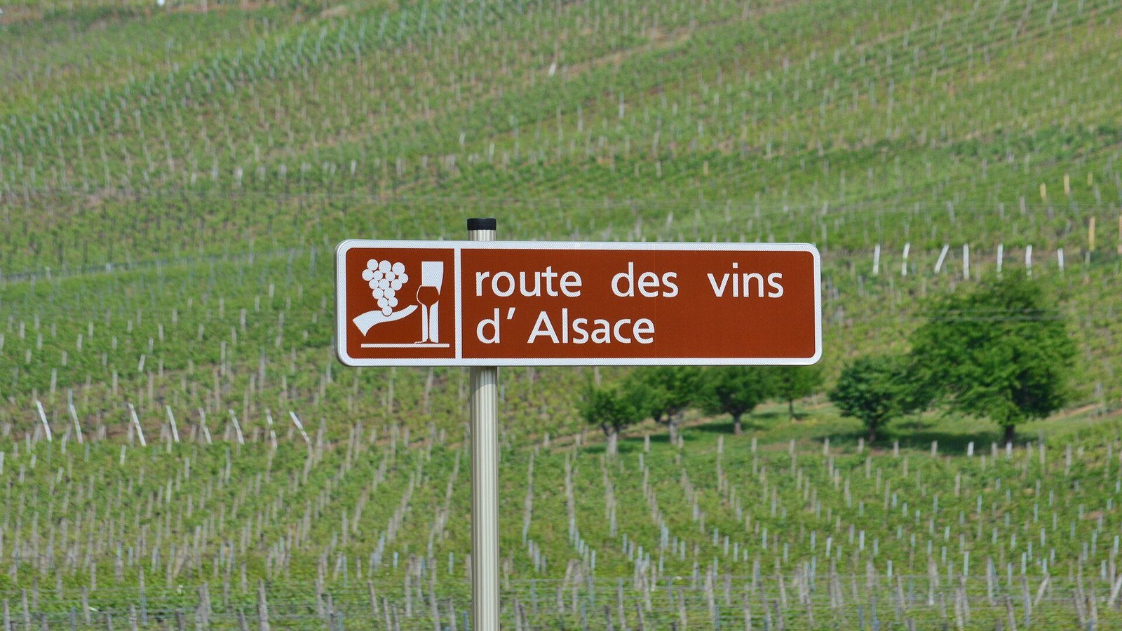 Glass of Alsace Riesling wine in front of vineyard rows along the Route des Vins near Eguisheim