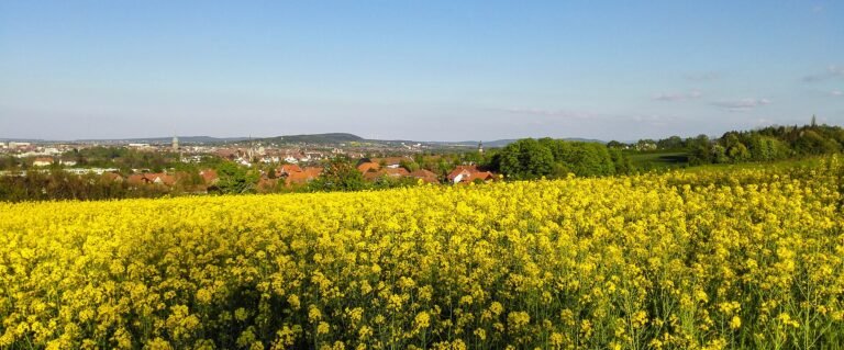 Hildesheim in solitaria: guida completa