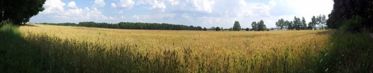 Tychy in solitaria: guida completa