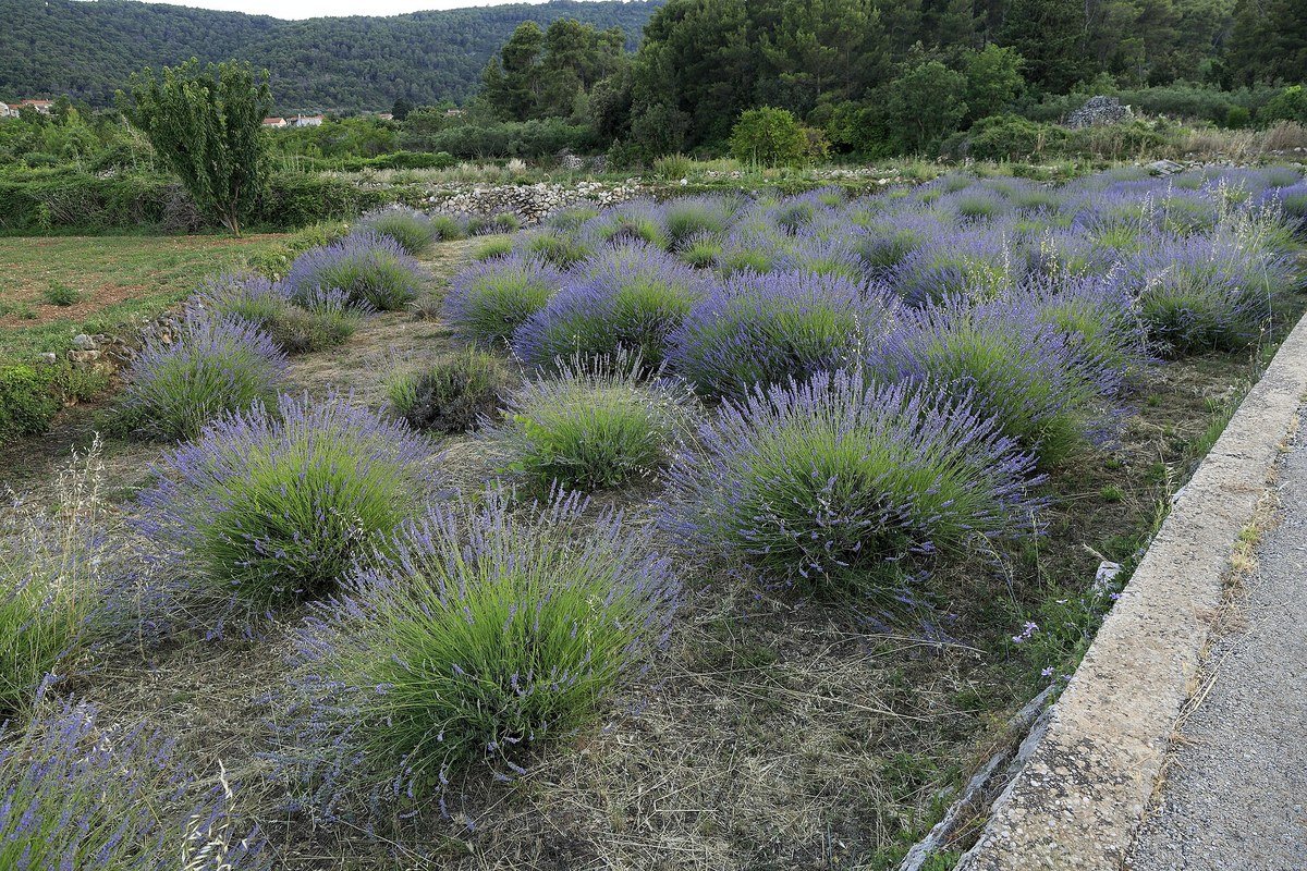 Hvar lavender field