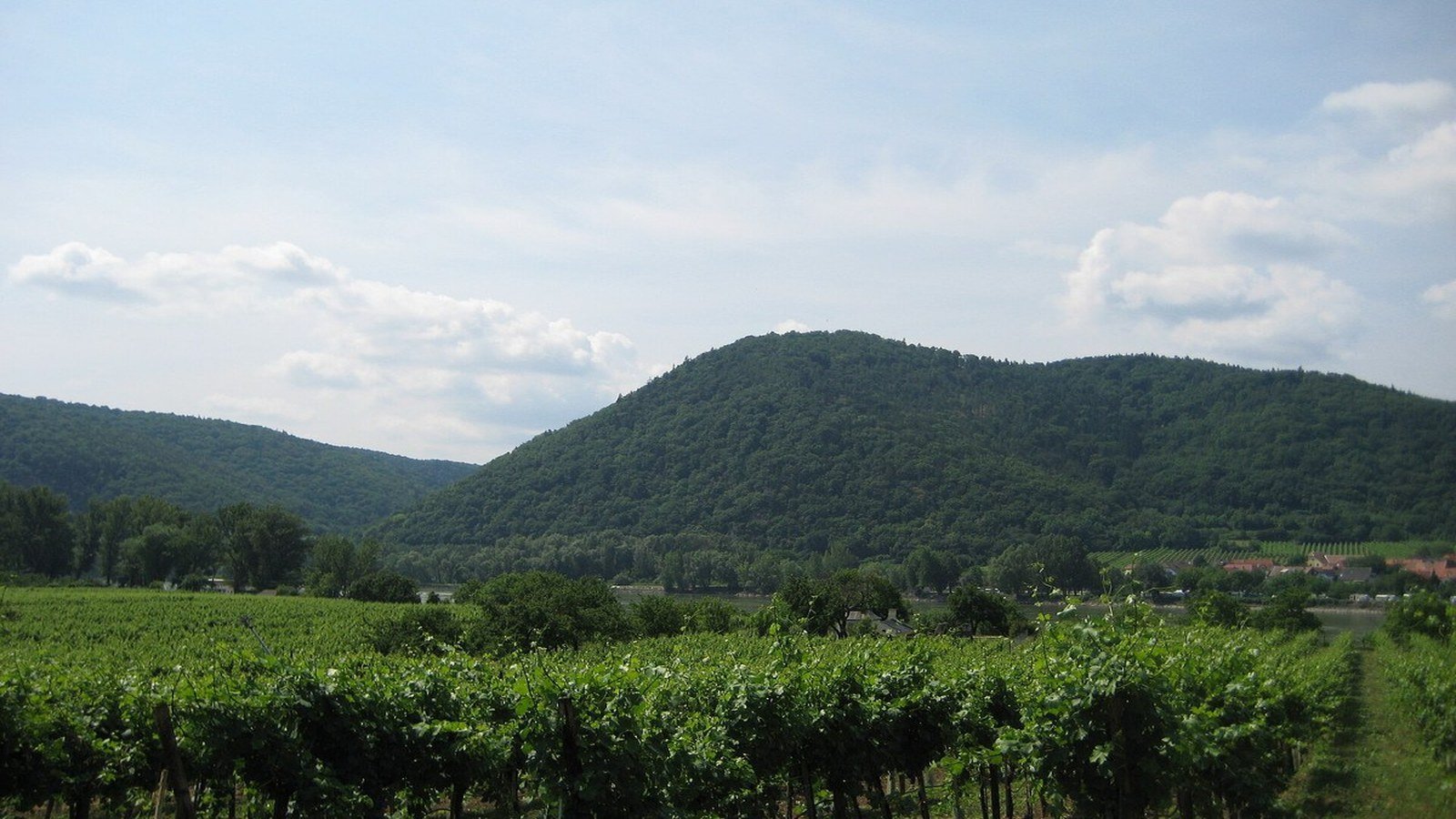 Ruins of Hinterhaus castle on the hill above the vineyards of Weissenkirchen
