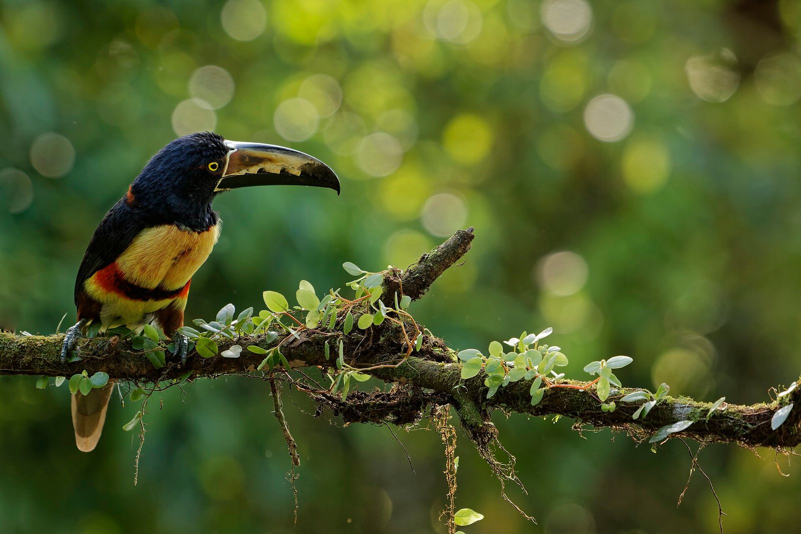 Guida al viaggio in Costa Rica: tutto quello che devi sapere