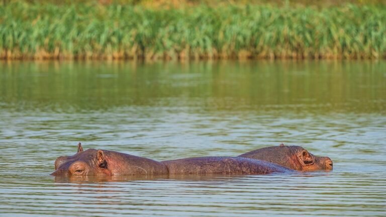 Bahir Dar in solitaria: lago Tana, cascate e chiese dellu2019Etiopia