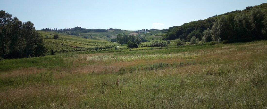 Castel Rocchero in solitaria: guida tra Chiesa di San Bartolomeo e territorio