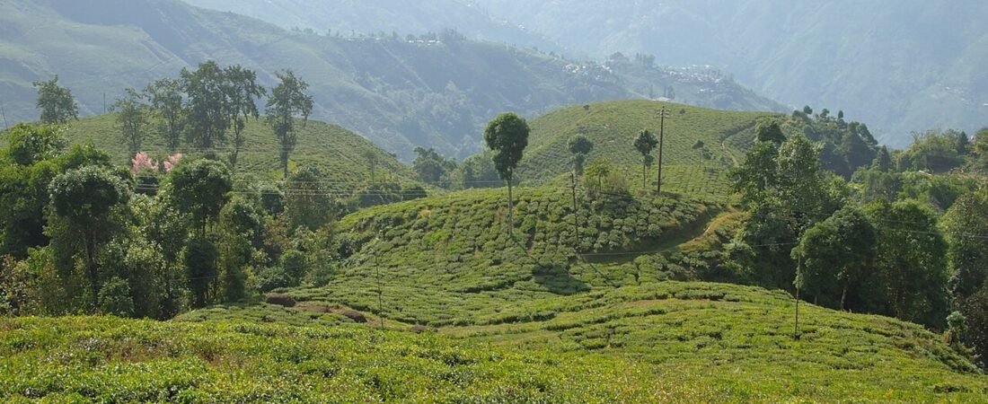 Darjeeling in solitaria: tu00e8, colline e Himalaya dellu2019India