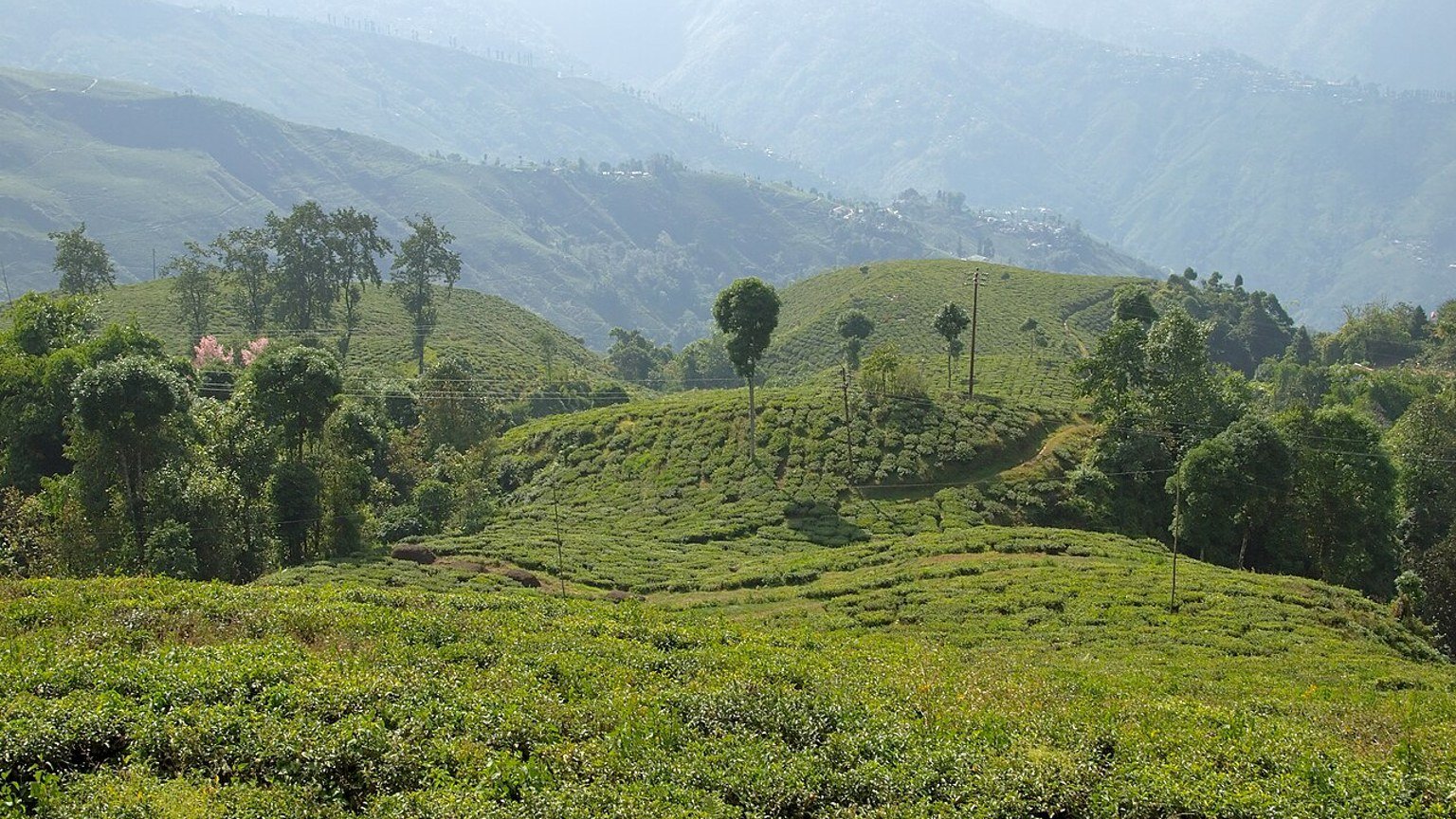 Darjeeling in solitaria: tu00e8, colline e Himalaya dellu2019India