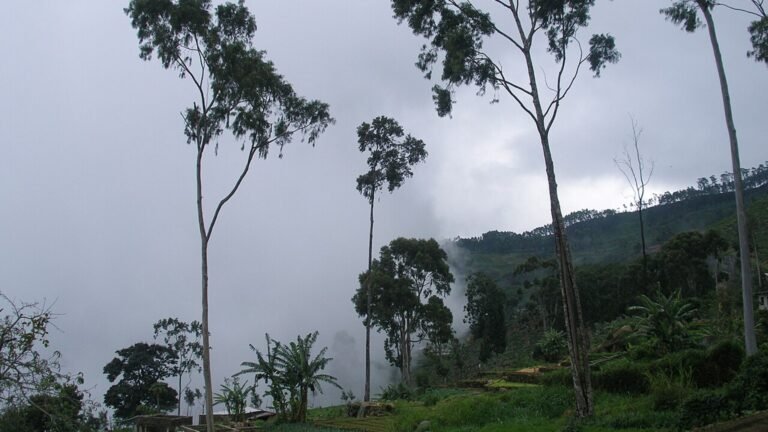 Haputale in solitaria: nebbia, tu00e8 e viste sulle montagne dello Sri Lanka
