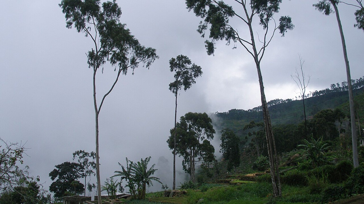 Haputale in solitaria: nebbia, tu00e8 e viste sulle montagne dello Sri Lanka