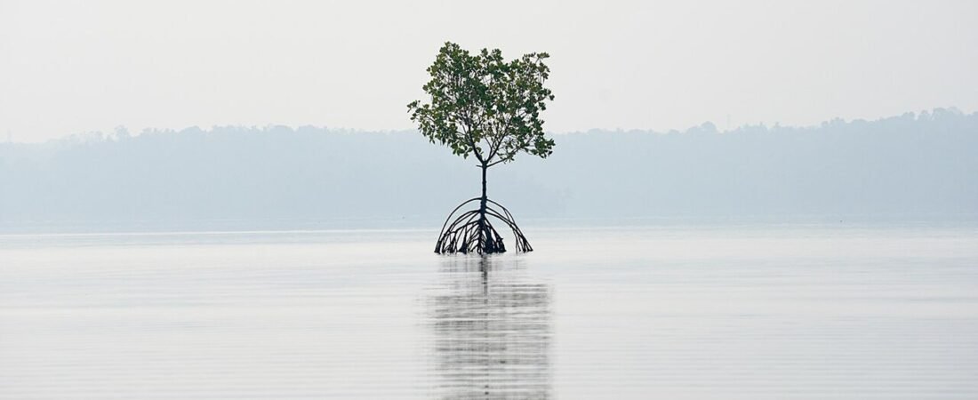 Kollam in solitaria: lagune, mangrovie e Kerala du2019acqua