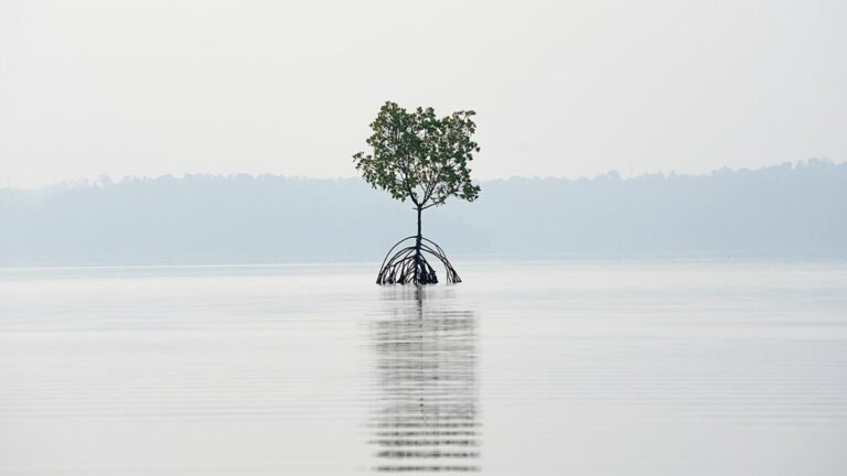 Kollam in solitaria: lagune, mangrovie e Kerala du2019acqua