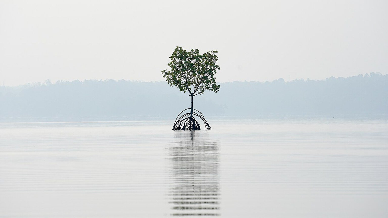 Kollam in solitaria: lagune, mangrovie e Kerala du2019acqua
