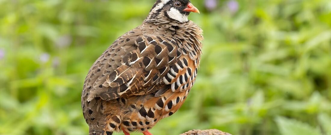 Mahabaleshwar in solitaria: colline, fauna e aria fresca del Maharashtra