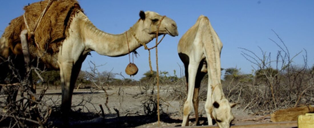 Marsabit in solitaria: cammelli, strada e paesaggi vulcanici del Kenya