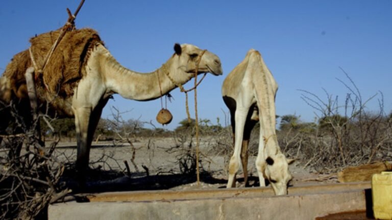 Marsabit in solitaria: cammelli, strada e paesaggi vulcanici del Kenya