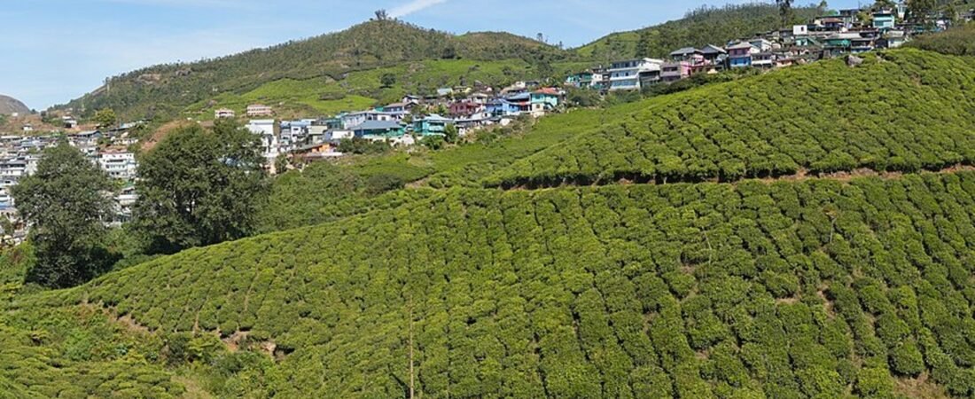 Munnar in solitaria: tu00e8, cascate e montagne del Kerala