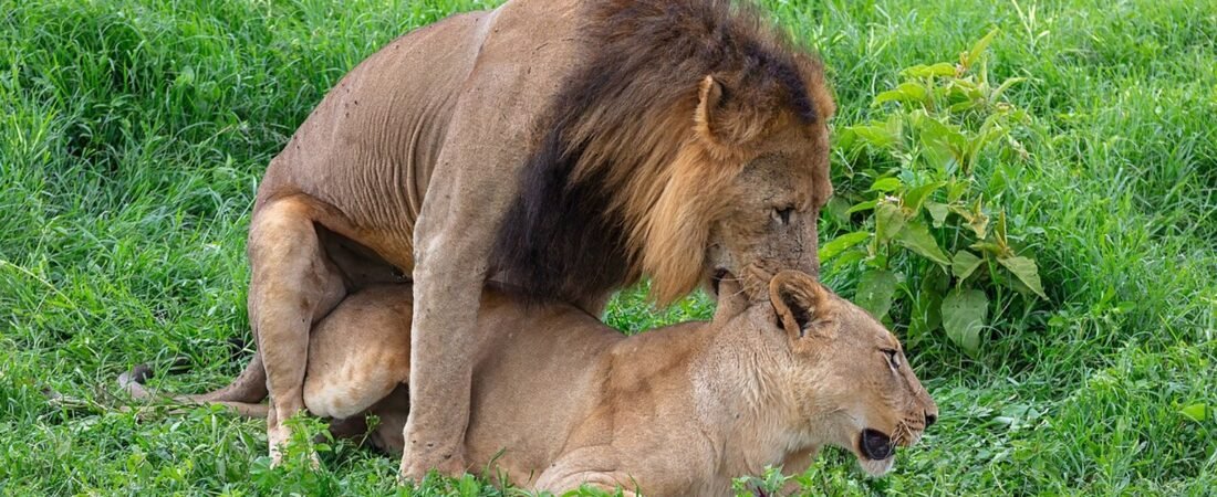 Nakuru in solitaria: lago, safari e natura del Kenya