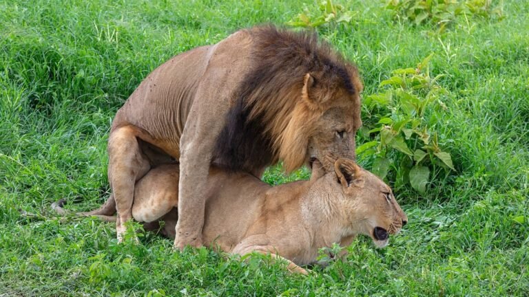 Nakuru in solitaria: lago, safari e natura del Kenya