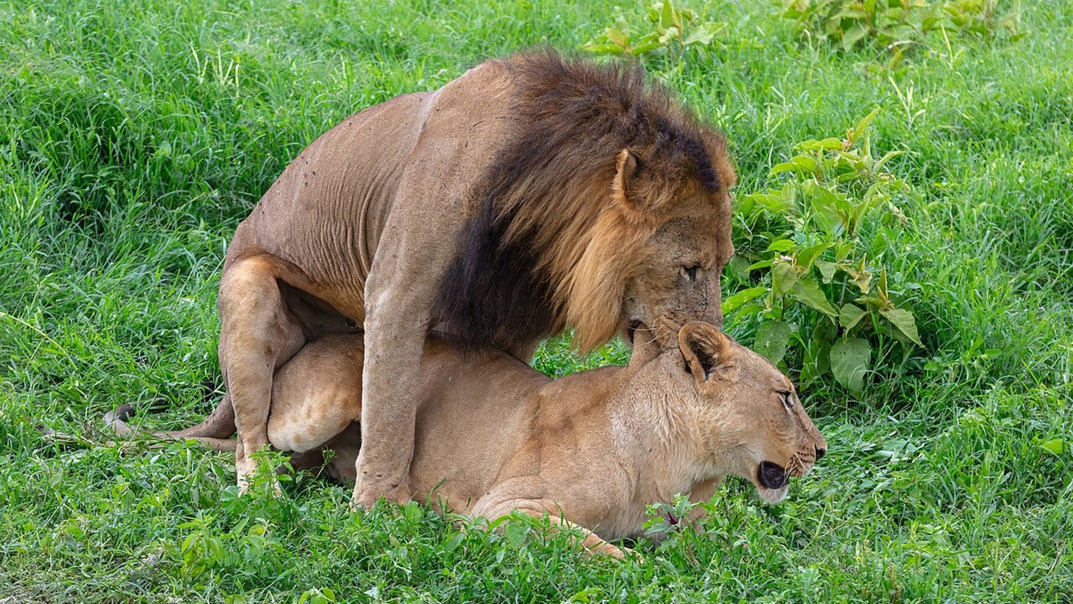 Nakuru in solitaria: lago, safari e natura del Kenya
