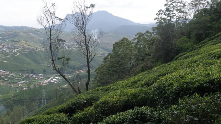 Nuwara Eliya in solitaria: tu00e8, colline e aria fresca dello Sri Lanka