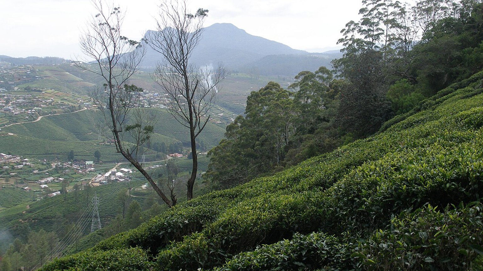 Nuwara Eliya in solitaria: tu00e8, colline e aria fresca dello Sri Lanka