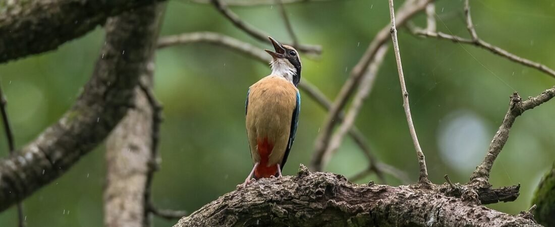 Parsa in solitaria: natura, pianure e Nepal meridionale