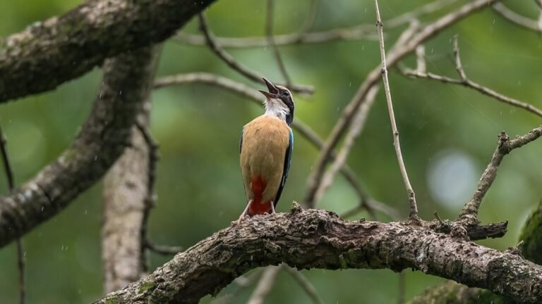 Parsa in solitaria: natura, pianure e Nepal meridionale