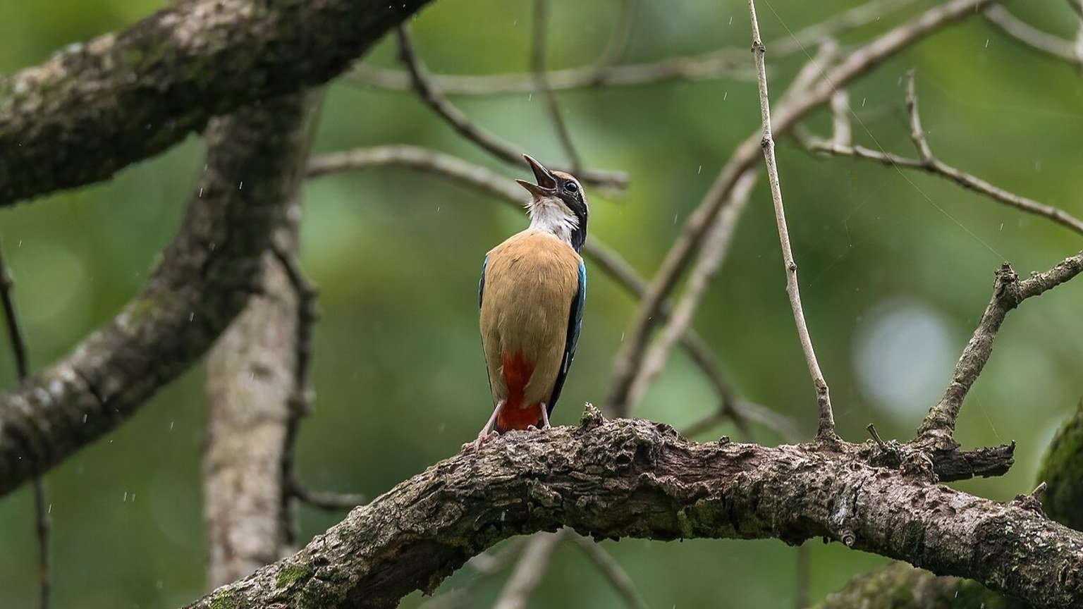 Parsa in solitaria: natura, pianure e Nepal meridionale