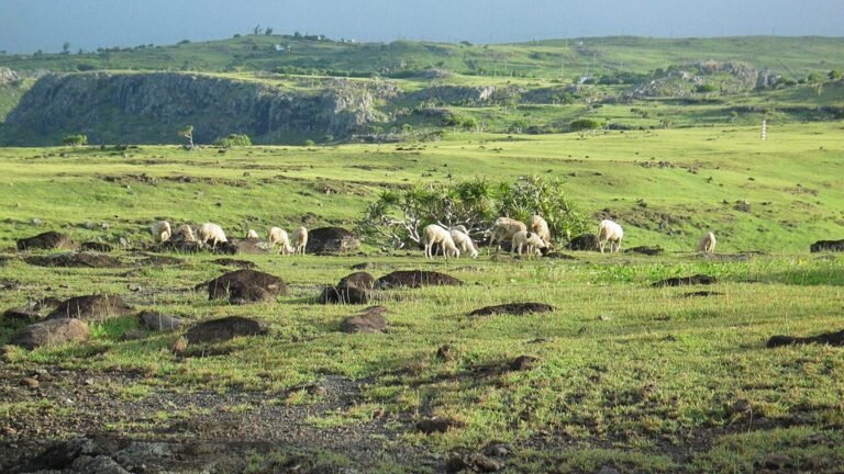 Rodrigues in solitaria: colline, lagune e lentezza nellu2019Oceano Indiano