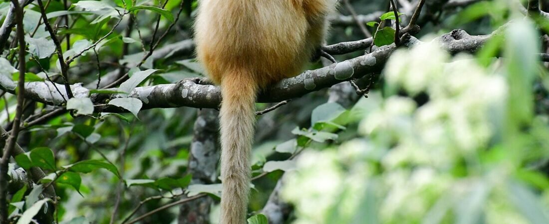 Zhemgang in solitaria: foresta, fauna e Bhutan meridionale