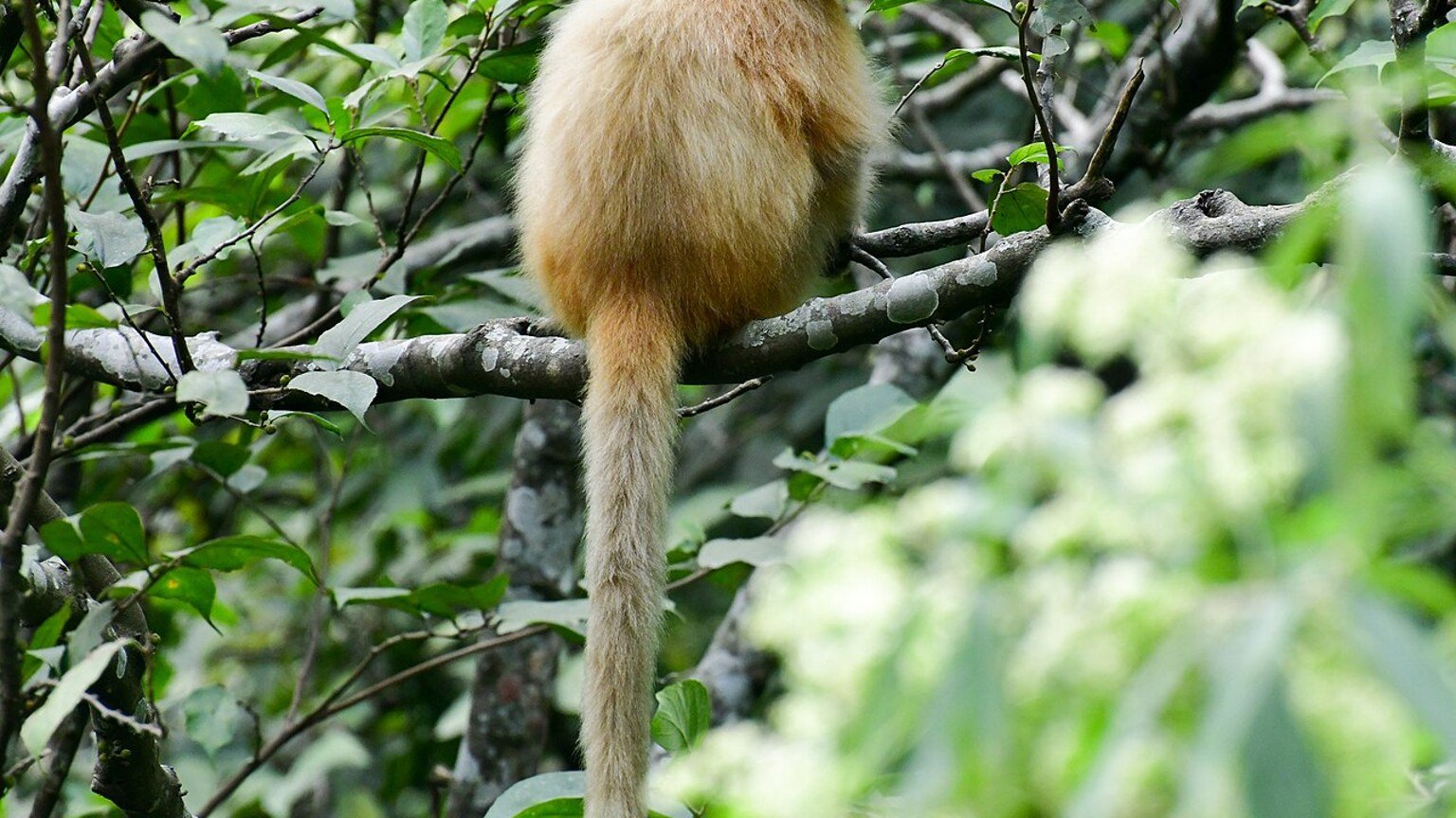 Zhemgang in solitaria: foresta, fauna e Bhutan meridionale