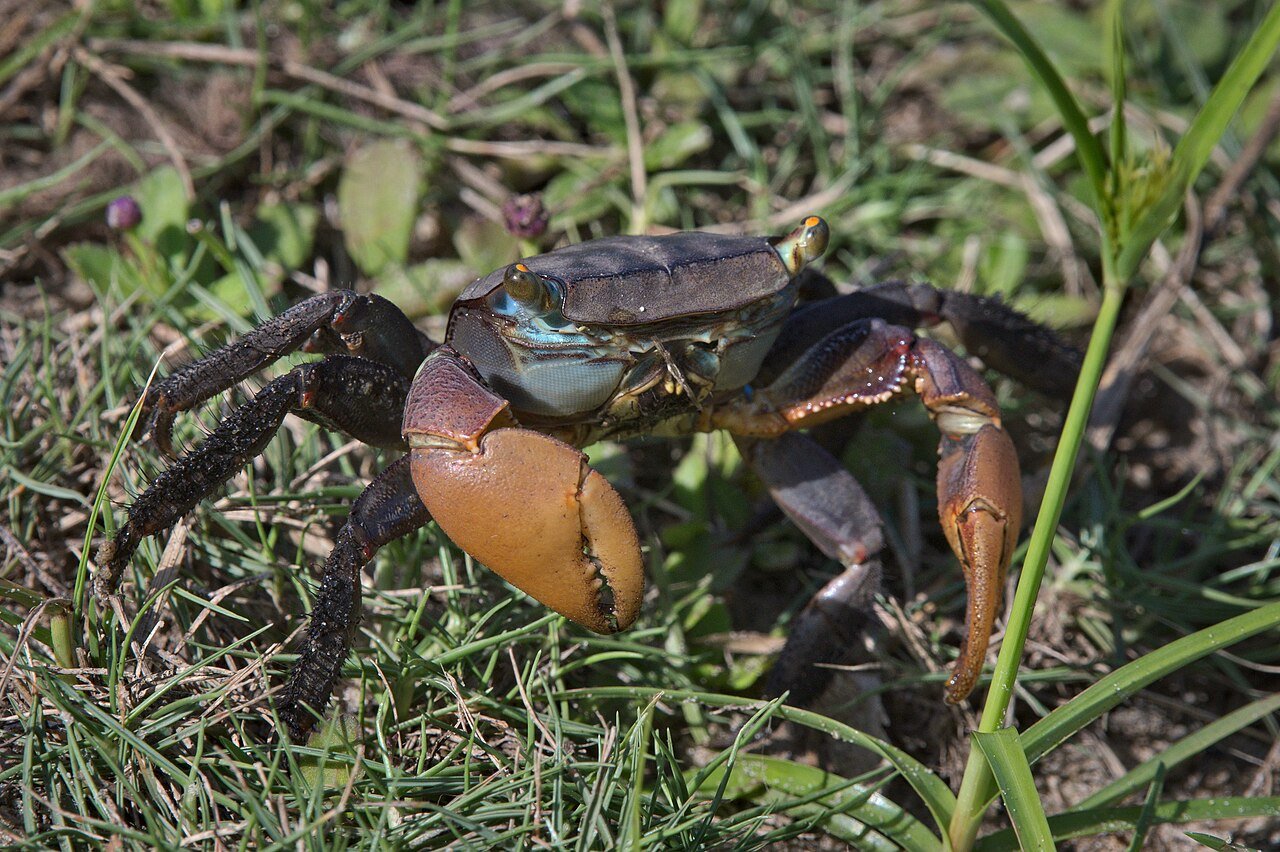 File:Afruca tangeri Fiddler Crab Angola.jpg