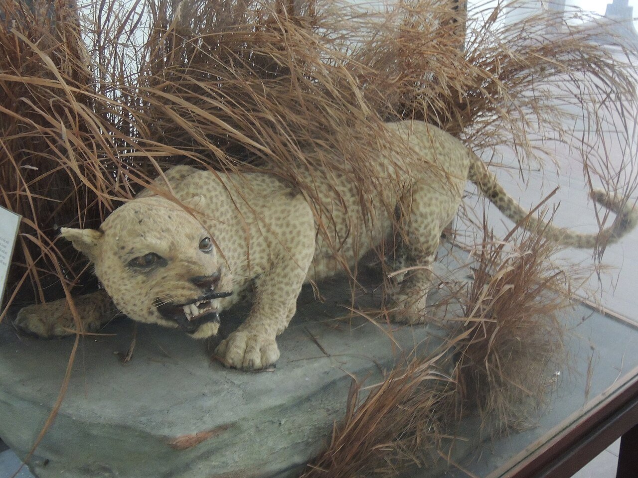 File:Zanzibar Leopard 2.JPG